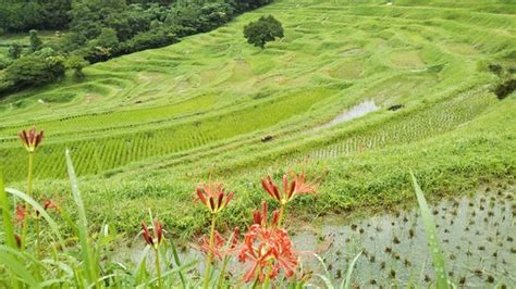 Oyama Rice Terraces (Kamogawa) - 2021 All You Need to Know BEFORE You ...