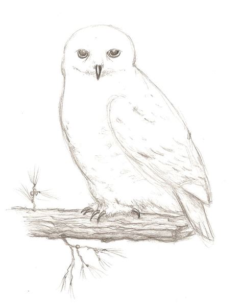 Realistic Snowy Owl Drawing - Drawing.rjuuc.edu.np