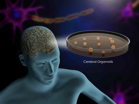 Mini-Brains Grown in a Lab Are Pushing Ethical Boundaries