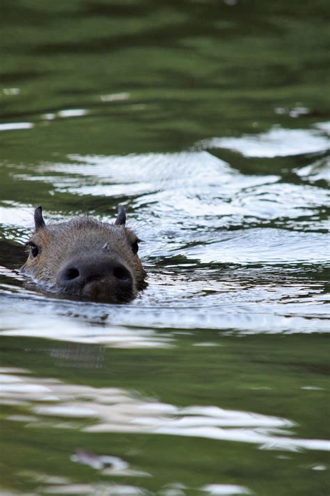 A Capybara Swimming in Water · Free Stock Photo