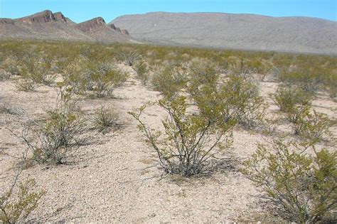 The Chihuahuan Desert: Discovering its Rich Landscape | LAC Geo