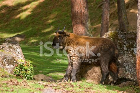 Takin, Thimphu, Bhutan Stock Photo | Royalty-Free | FreeImages