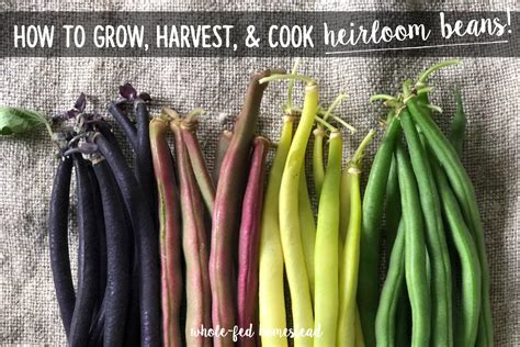 How to Grow, Harvest & Cook Heirloom Beans + My Favorite Snap & Dried ...