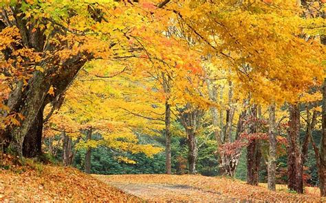 5 Favorite Places for Fall Foliage Near Asheville NC