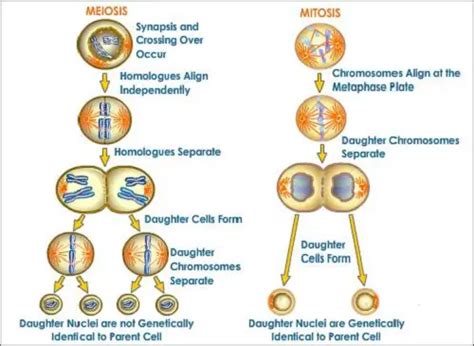 Difference between Binary Fission and Mitosis - KnowsWhy.com