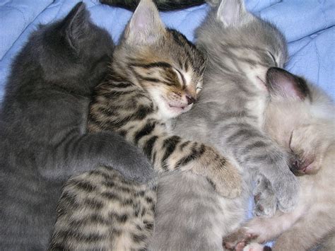 File:Four sleeping kittens.jpg - Wikimedia Commons