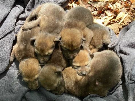 Check out this pawesome litter of endangered red wolf pups : NPR