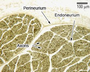 Nerves: The Histology Guide