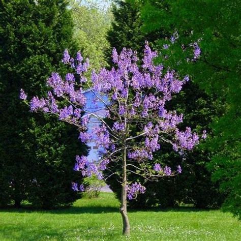 Paulownia Tomentosa Seeds, Royal Empress Tree Seeds, 100pcs/pack ...