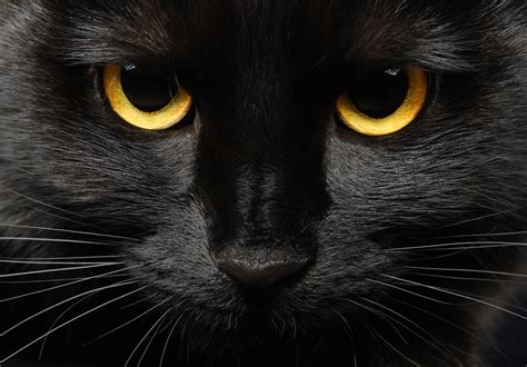 Everything You Want to Know About Black Cats and Halloween | Oakland ...