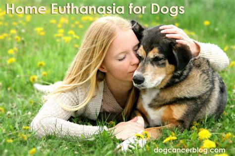 Home Euthanasia Dogs - Dog Cancer Blog