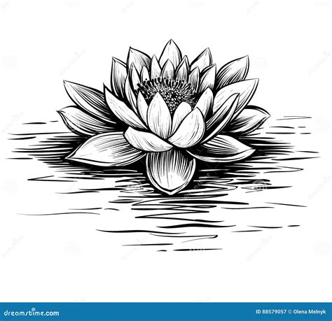 Water Lily On The Lake Hand Drawing Cartoon Vector | CartoonDealer.com ...