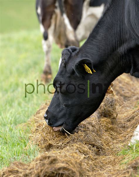 Cows feeding - New Zealand Stock Photos by Malcolm Pullman Photography