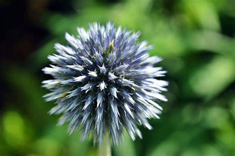 Blue Flower Plant · Free Stock Photo