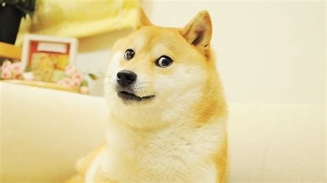 28 Doge Meme Wallpapers - Wallpaperboat