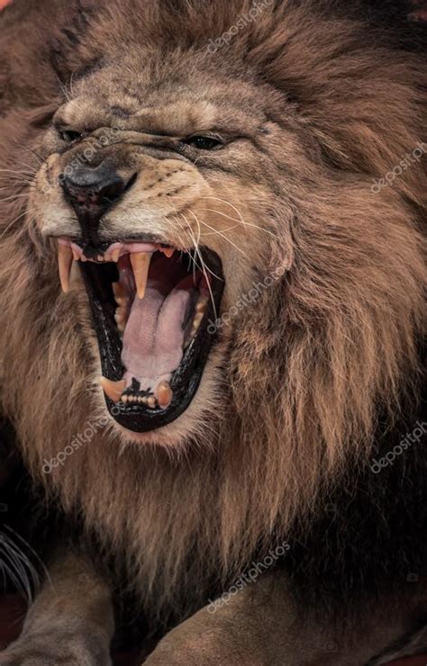 Close-up shot of roaring lion — Stock Photo © nejron #33868923