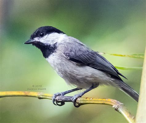 Carolina Chickadee | I photographed this Carolina Chickadee … | Flickr