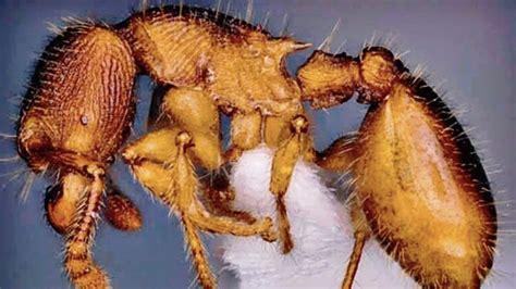 Two new ant species found in Mizoram | Latest News India - Hindustan Times