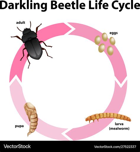 Diagram showing life cycle darkling beetle Vector Image