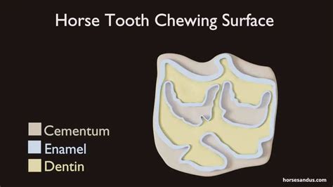 Horse Teeth Anatomy and Function [Pictures & Animations]