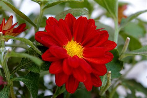 Free Images : nature, petal, botany, garden, flora, dahlia, red flower ...