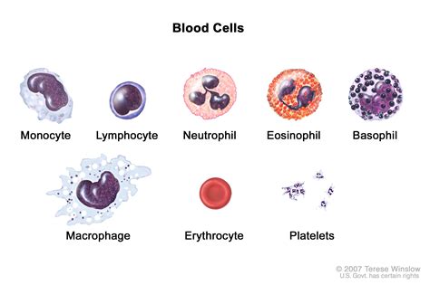 ELI5. If mature red blood cells don’t contain DNA since they don’t have ...