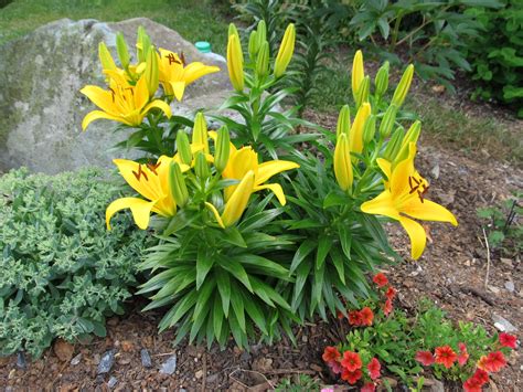 Comparing Oriental Lilies To Asiatic Lilies | What Grows There :: Hugh ...