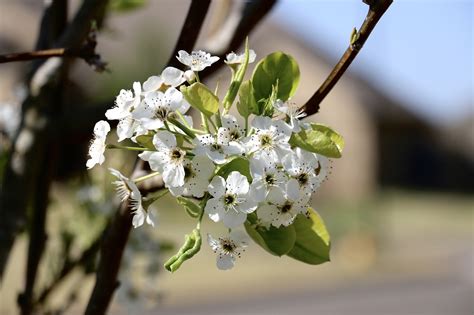 Pear Tree Blossoms Flowers - Free photo on Pixabay - Pixabay