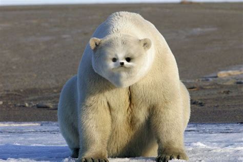 Hybrid Polar Bear Pictures