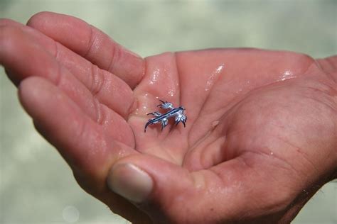 Protect Yourself from Bluebottle Jellyfish Stings During Your Bronte ...