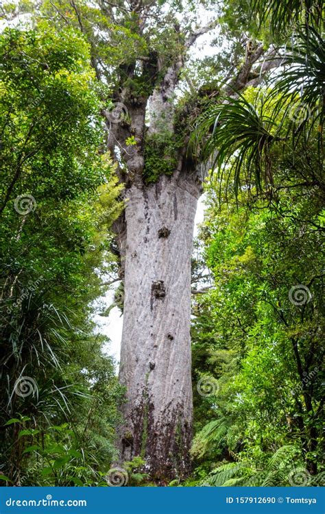 Tane Mahuta, Also Called Lord of the Forest, is a Giant Kauri Tree in ...