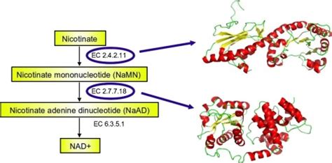 Simplified NAD biosynthesis pathway proposed for M. hyopneumoniae ...