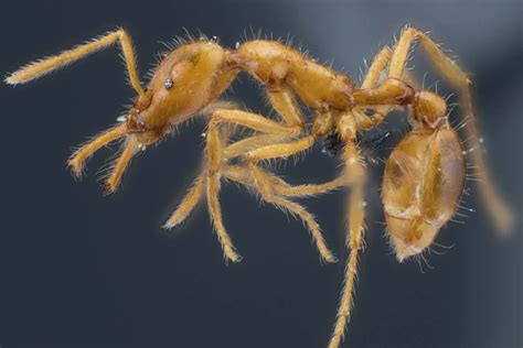 Ant species given first gender-neutral scientific name | New Scientist