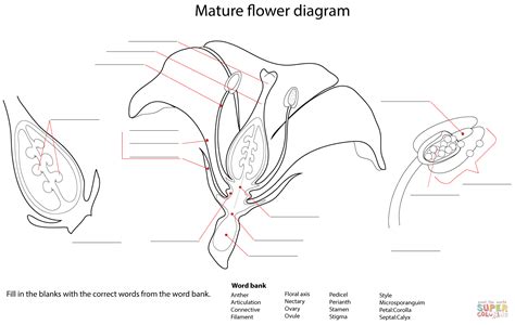 Flower Diagram Worksheet coloring page | Free Printable Coloring Pages