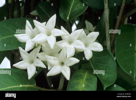 Stephanotis floribunda Stock Photo - Alamy