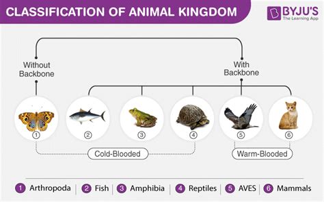 Zoology Animal Classification