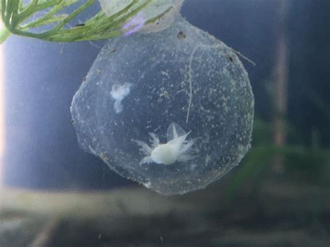 Axolotl still in it's egg. May nor be fuzzy, but VERY cute | Reptiles y ...