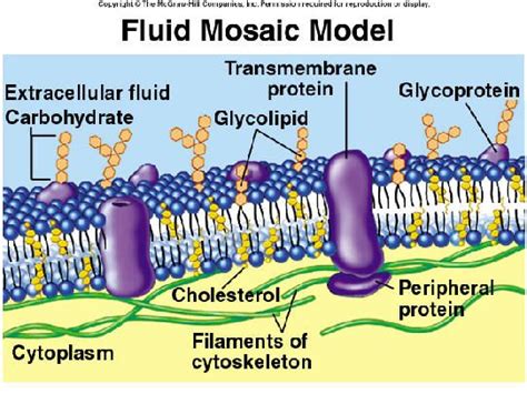 Function of carbohydrates in cell membrane