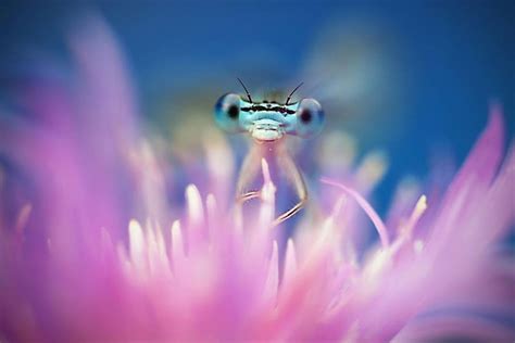 Adorable Dragonflies Hiding In My Backyard | Bored Panda