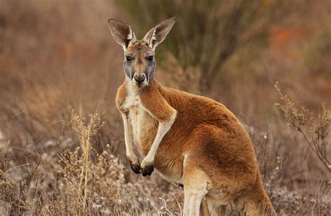 Kangaroos Can Communicate with Humans, New Study Shows | PEOPLE.com