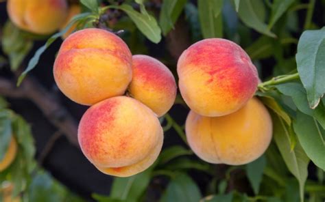 Why Are Peaches Fuzzy? | Wonderopolis