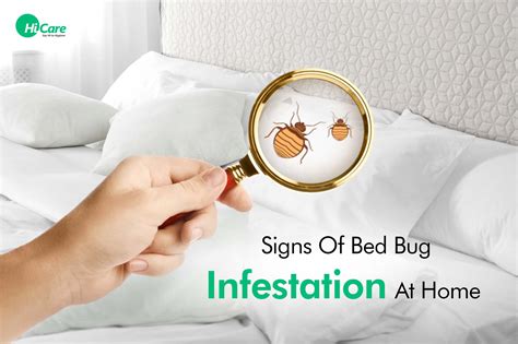 Bed Bugs: Top 8 Signs of Bed Bugs Infestation and Prevention Tips