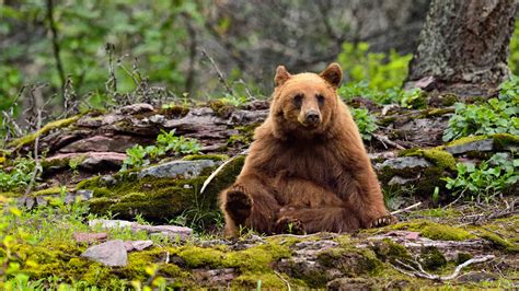 What Should You Do When the Bear Is Cinnamon? - The New York Times