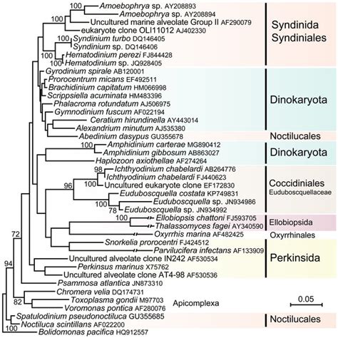 (PDF) Diversity and classification of dinoflagellates