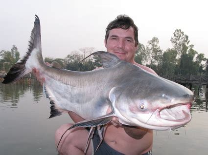 Big Fishes of the World: GIANT PANGASIUS CATFISH (Pangasius sanitwongsei)