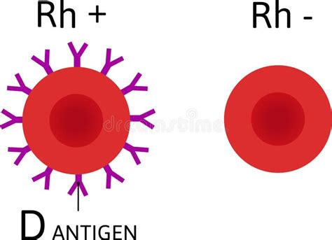 Ph Factor. Blood Cells with Antigen D and without it Stock Illustration ...