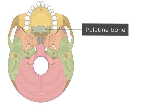 The Skull Bones - Inferior View