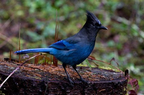 Steller's Jay (Cyanocitta stelleri)