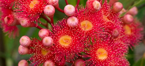 Flowering gum trees | Flower Power