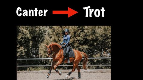 The Canter Trot Transition - YouTube